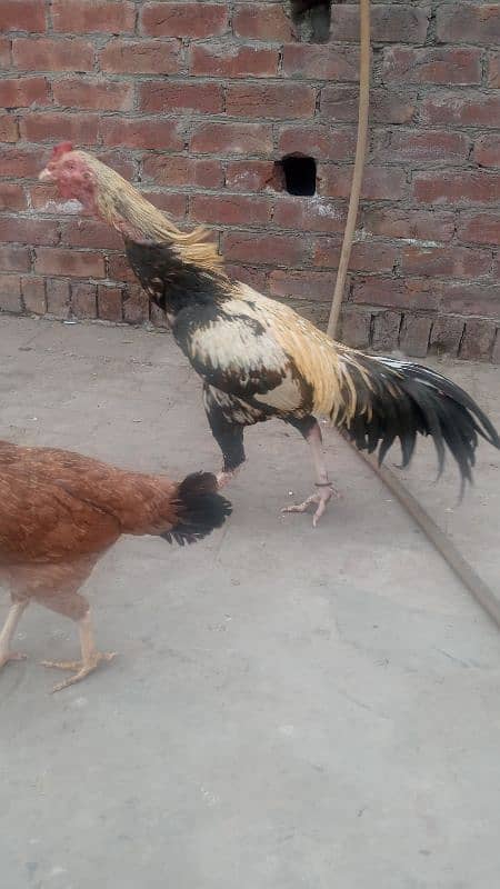 1 jawa male and 2 females  and 3 chicks for sale urgently 9