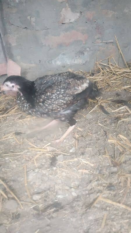 1 jawa male and 2 females  and 3 chicks for sale urgently 10