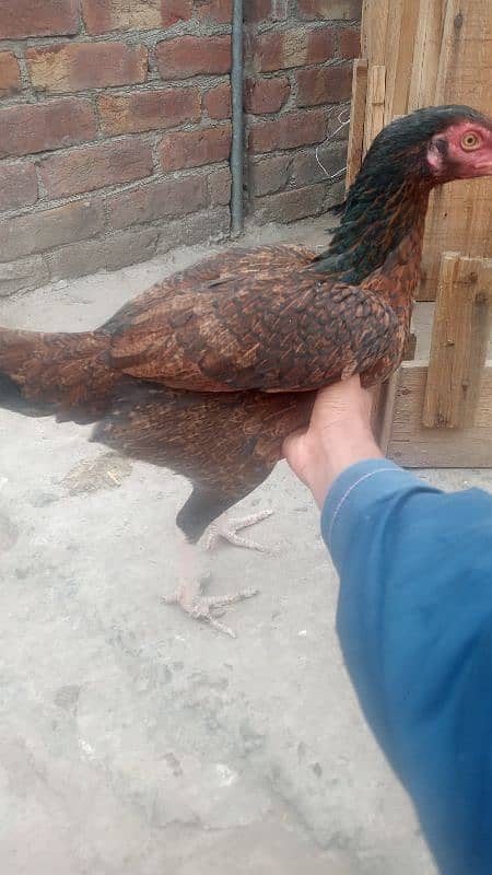 1 jawa male and 2 females  and 3 chicks for sale urgently 15