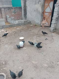 Australorp 3 month age chicks