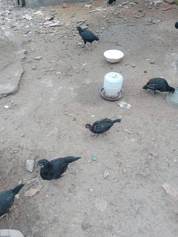 Australorp 3 month age chicks 1