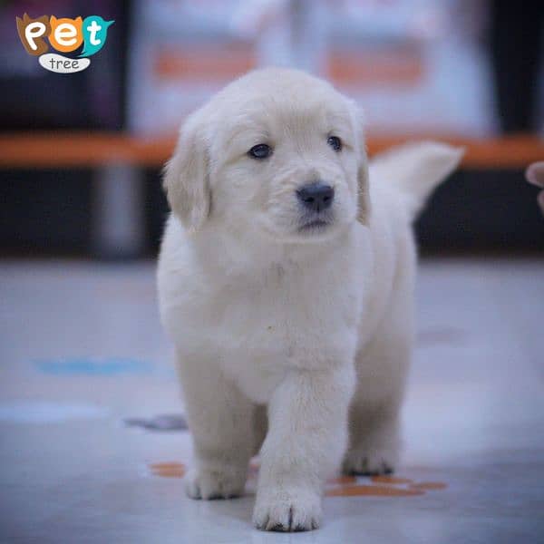 Golden retriever puppies available for sale 5