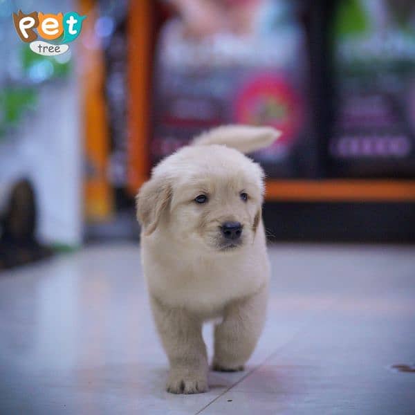 Golden retriever puppies available for sale 9