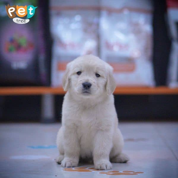 Golden retriever puppies available for sale 12