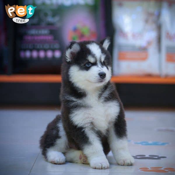 siberian husky puppies/wolly coated/ husky puppies available for sale 3