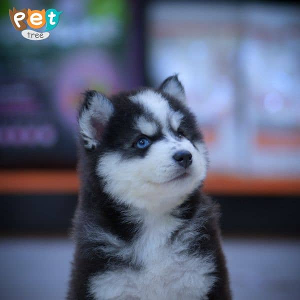 siberian husky puppies/wolly coated/ husky puppies available for sale 5