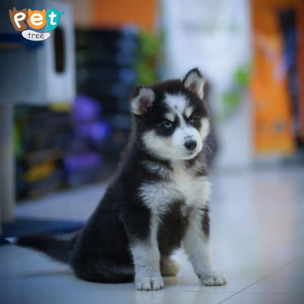 siberian husky puppies/wolly coated/ husky puppies available for sale 10