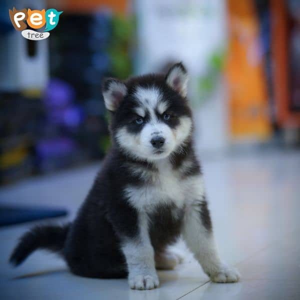 siberian husky puppies/wolly coated/ husky puppies available for sale 11