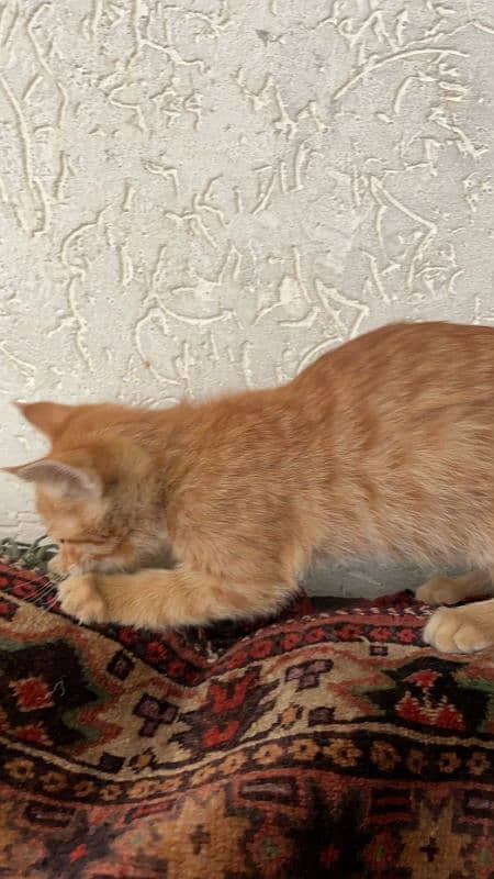 Two Persian kittens for sale 2