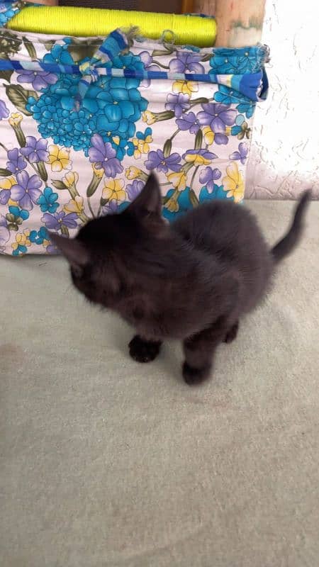 Two Persian kittens for sale 5