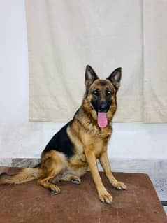 German Shepherd dog (Suzi)