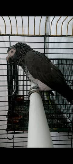 African grey Almost 4 years old DNA male