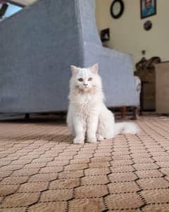 Persian triple coat cat for sale urgent