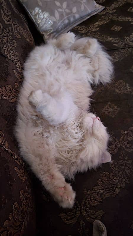 Persian triple coat cat for sale urgent 2