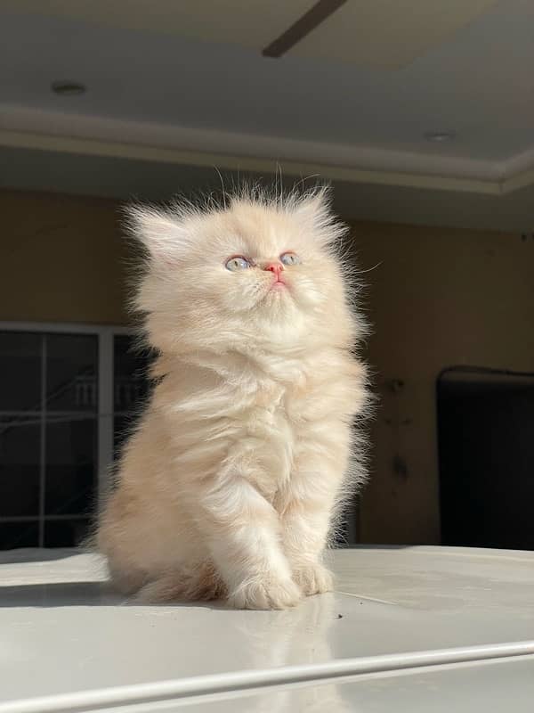 Persian Kittens Available 0