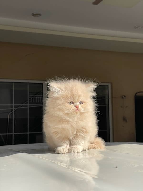 Persian Kittens Available 1