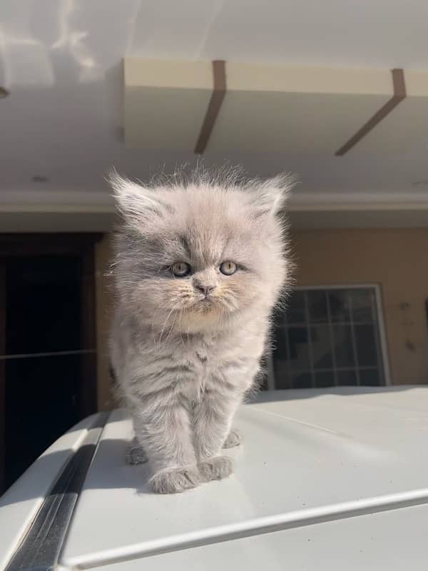 Persian Kittens Available 3