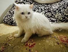 persian white cat of 4 months