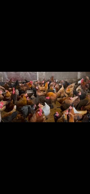 Golden Misri /murgiya /hens for sale 0