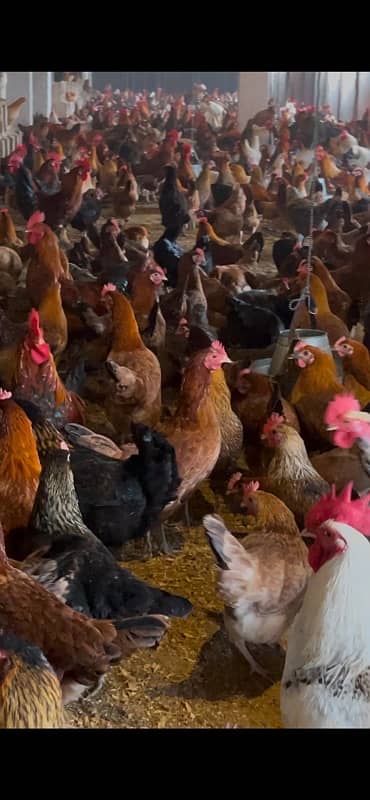 Golden Misri /murgiya /hens for sale 1