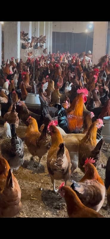 Golden Misri /murgiya /hens for sale 2