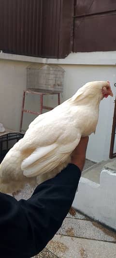 pair of white hens