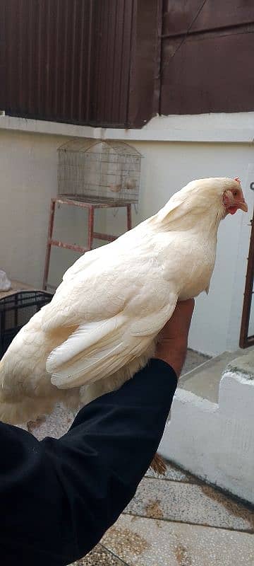 pair of white hens 0