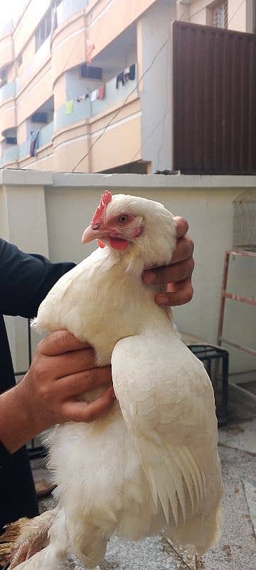 pair of white hens 1