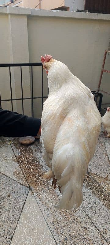 pair of white hens 2