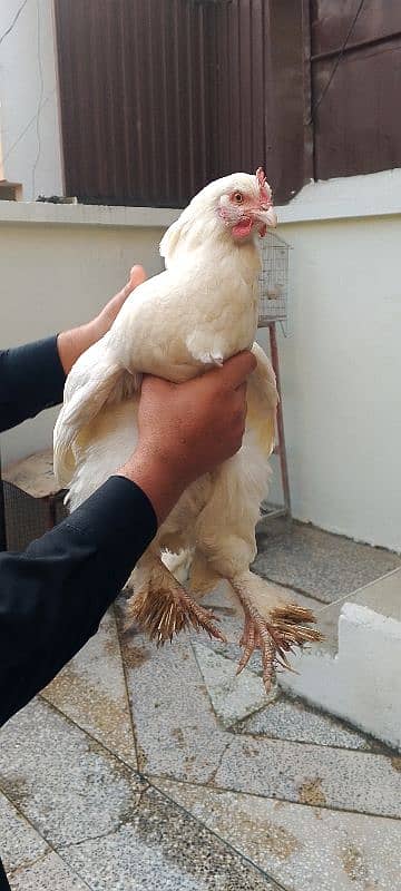 pair of white hens 4