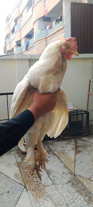 pair of white hens 6