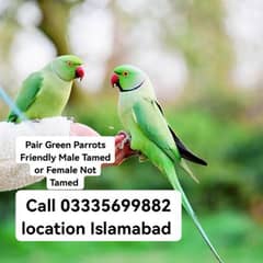 Pair Hand Tamed Friendly Parrots Male Tamed or Female Not