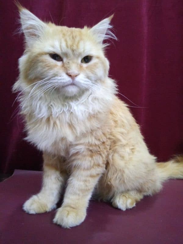 Persian Male Cat 3