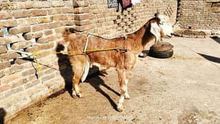 nachi bakri exchange possible with dumba or Bakra