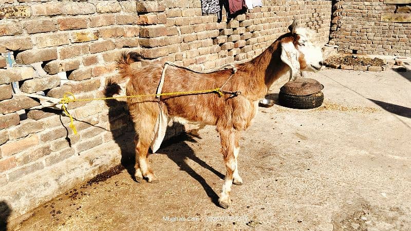 nachi bakri exchange possible with dumba or Bakra 0