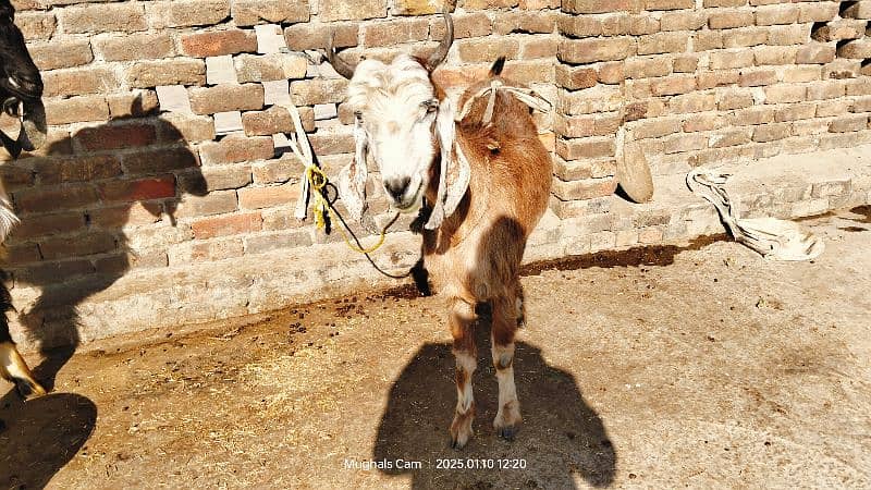 nachi bakri exchange possible with dumba or Bakra 1