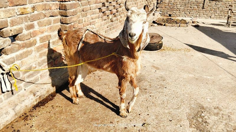 nachi bakri exchange possible with dumba or Bakra 2