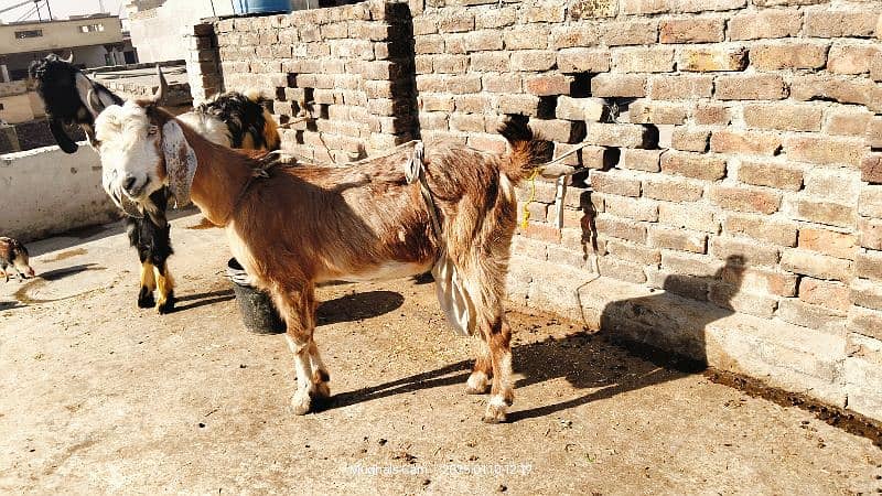 nachi bakri exchange possible with dumba or Bakra 3