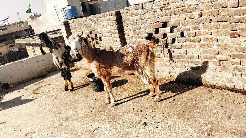 nachi bakri exchange possible with dumba or Bakra 4