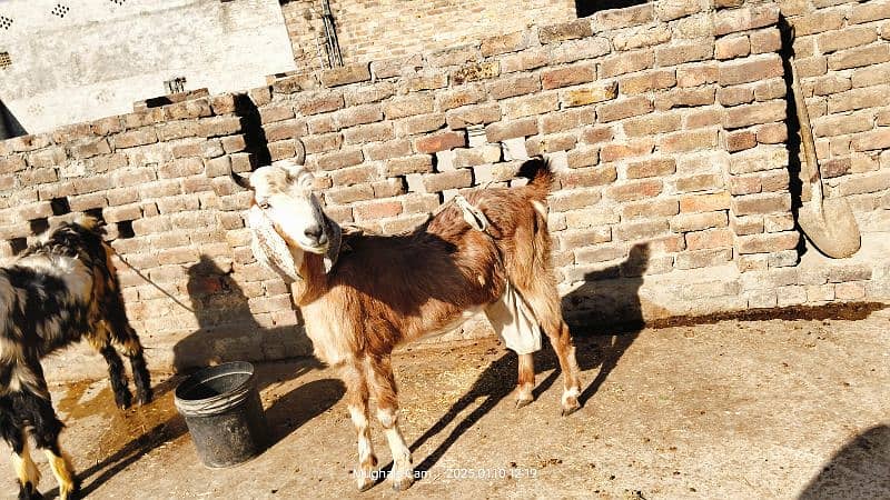 nachi bakri exchange possible with dumba or Bakra 5