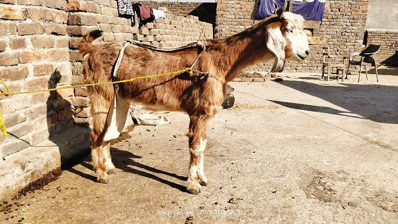 nachi bakri exchange possible with dumba or Bakra 6