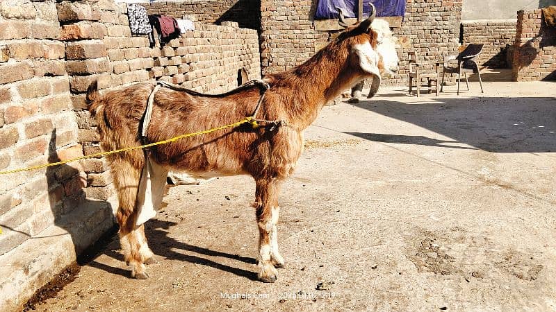 nachi bakri exchange possible with dumba or Bakra 7