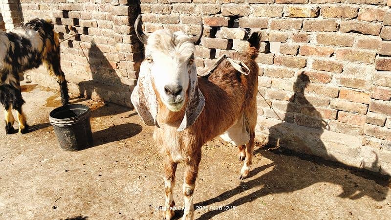 nachi bakri exchange possible with dumba or Bakra 9