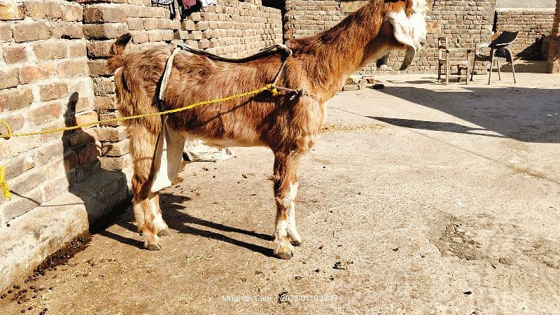 nachi bakri exchange possible with dumba or Bakra 10