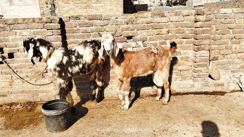 nachi bakri exchange possible with dumba or Bakra 11