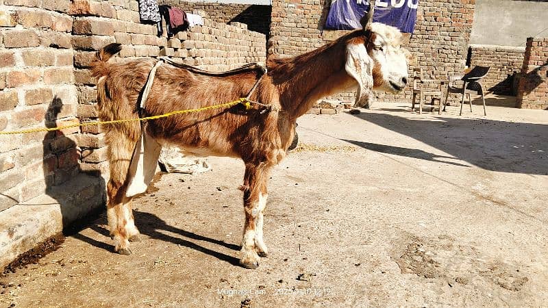 nachi bakri exchange possible with dumba or Bakra 12