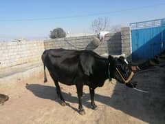 Friesian Cow Beautiful Cow