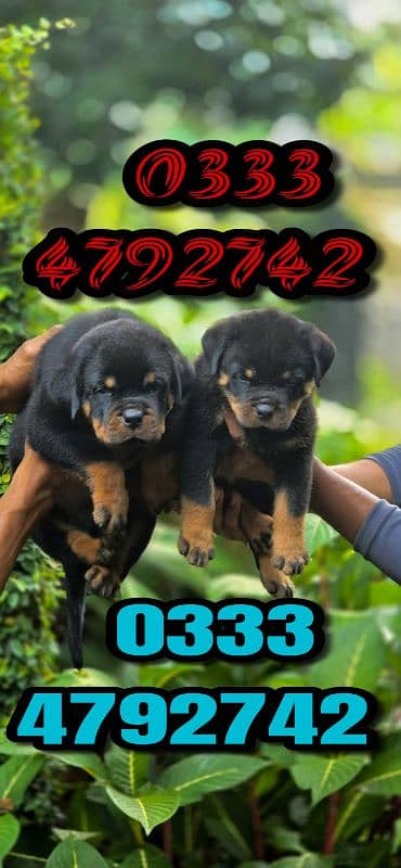 pusch face rottweiler 2