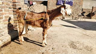 multani naachi bakri exchange possible with dumba