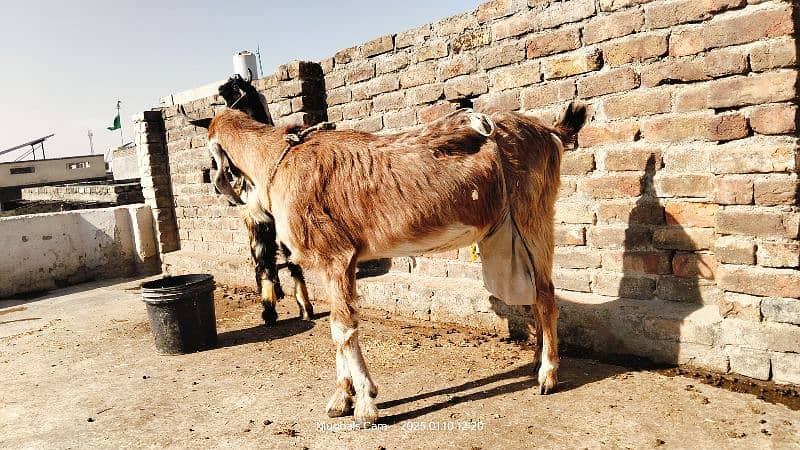 multani naachi bakri exchange possible with dumba 3